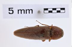 Foto (Dorsalansicht) von Melanotus dietrichi (Quate, 1967) (NHMW-ZOO-COL-0007760)